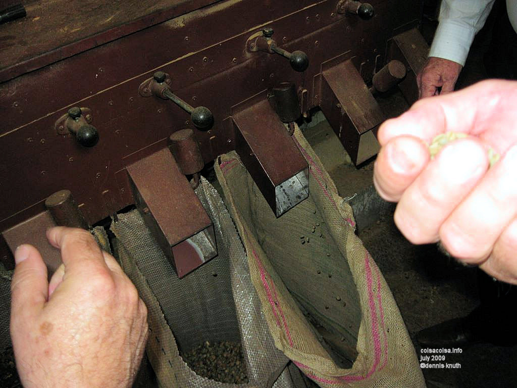 Hand full of beans on a Brazilian Coffee Farm