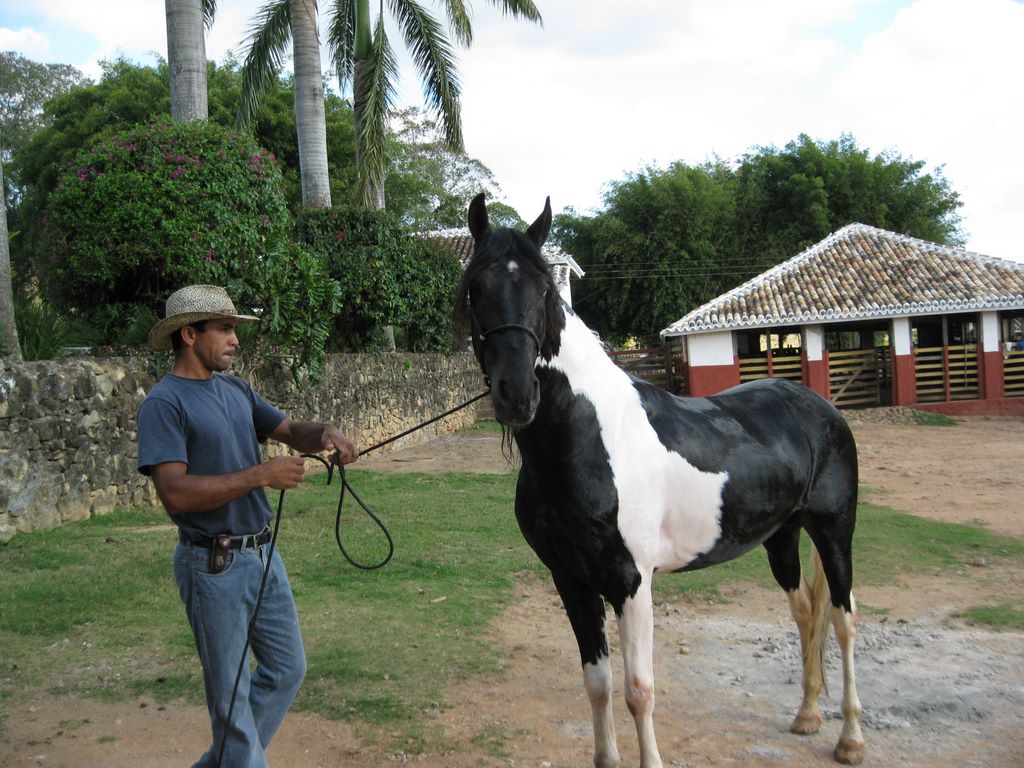 Ponies on the Brazil Coffee Farm