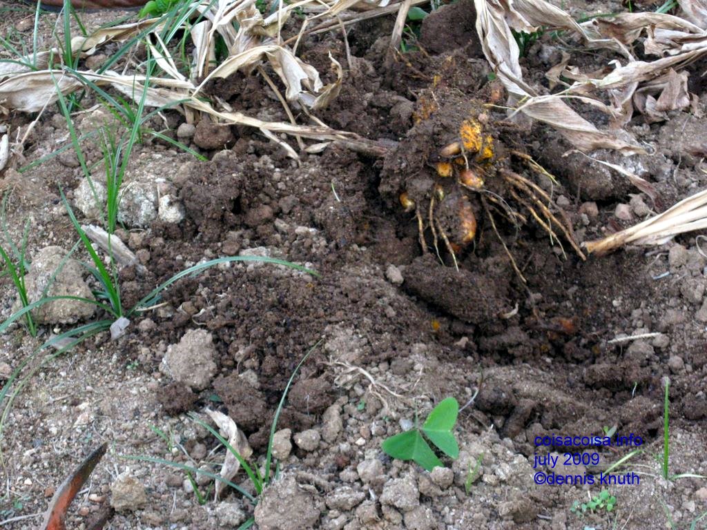 Showing roots of the cash crop