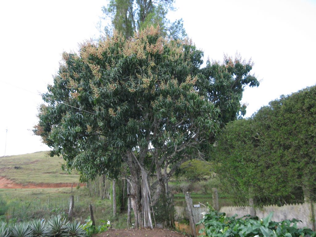 2009_07_15_coffee_farm_49.jpg (large)