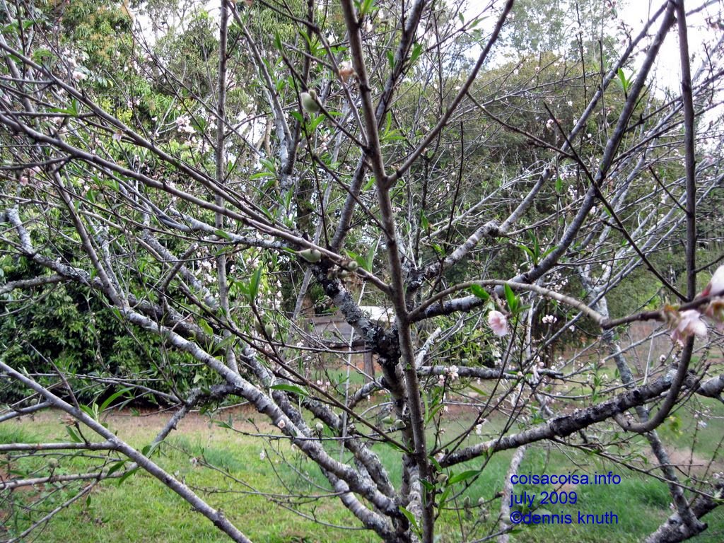 Jaboticaba tree in Minas Gerais