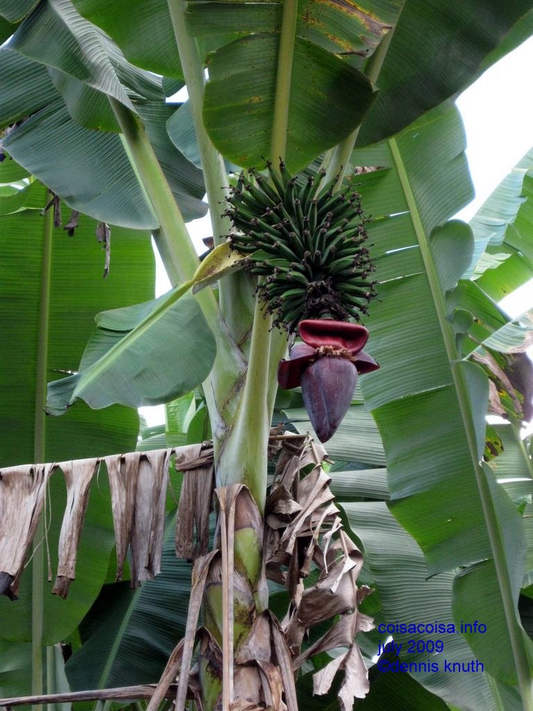 Banana Blossom and babby bananas