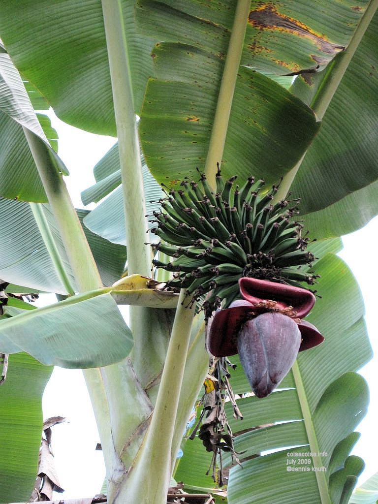 Baby Bananas and parts of banana seeds