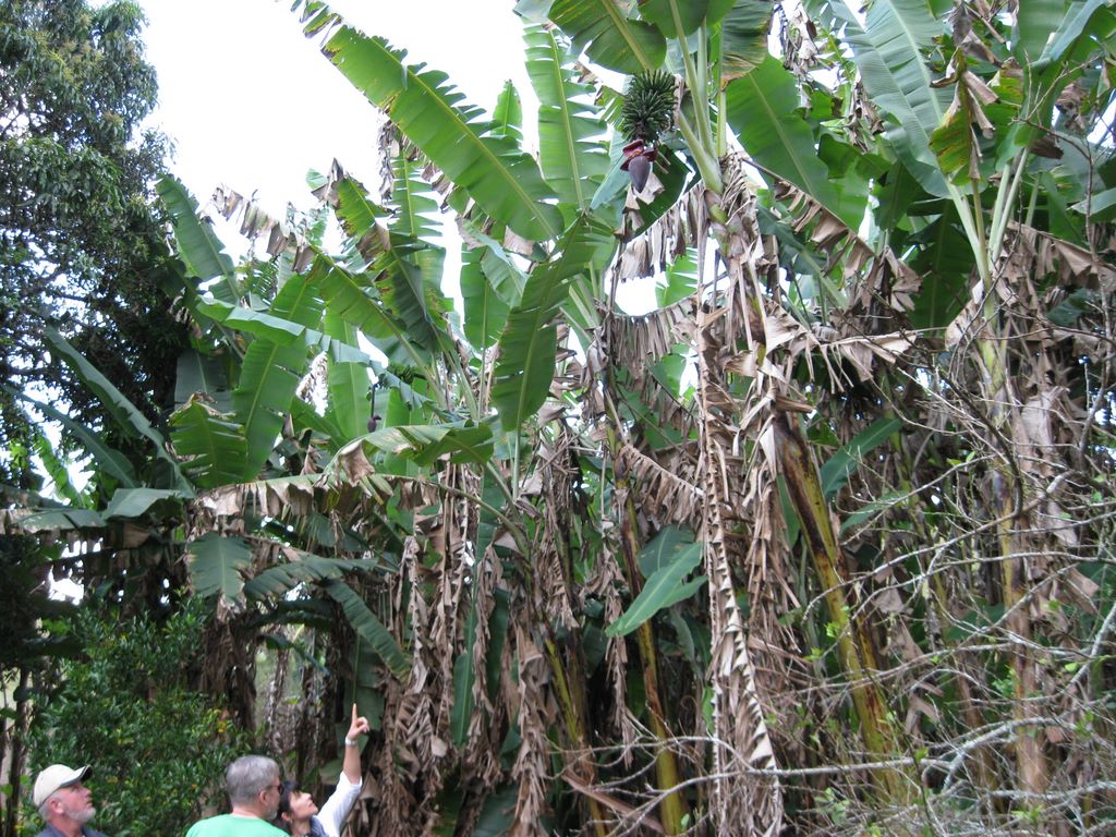 Ines shows Dennis and Gary baby banans