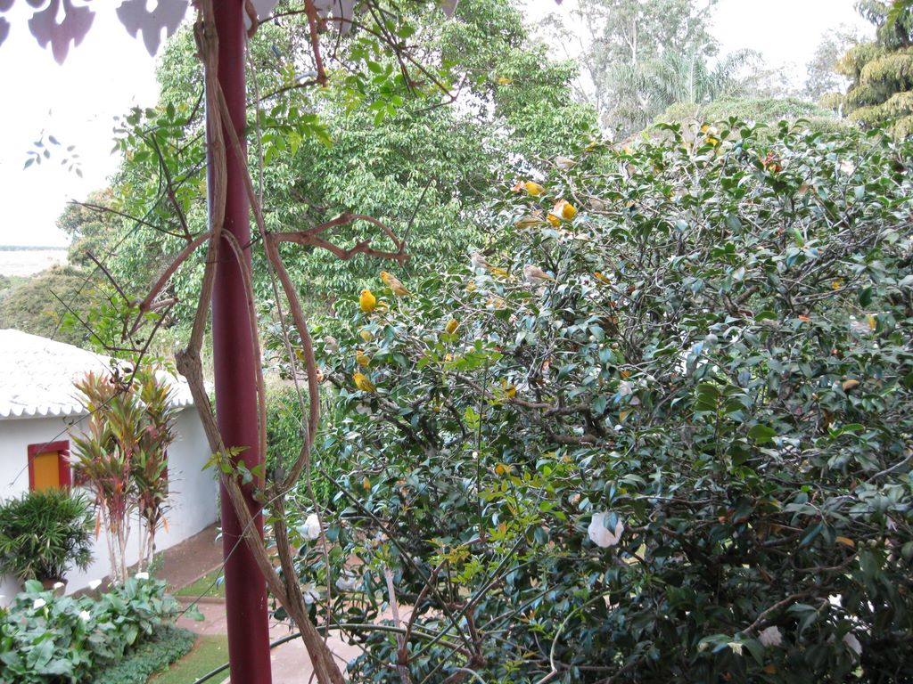 The birds are trained to respond to whistles