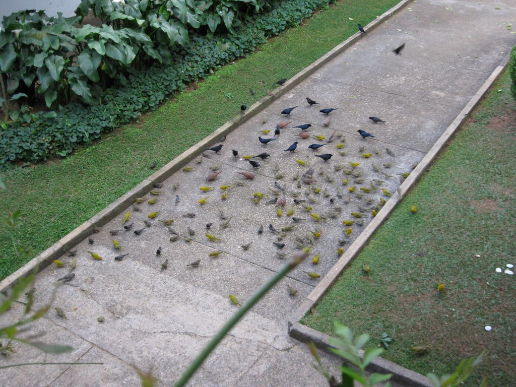 2009_07_15_coffee_farm_58.jpg (large)