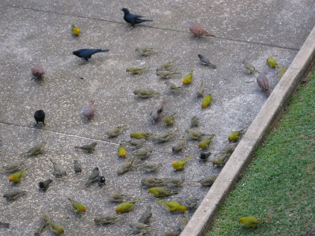 2009_07_15_coffee_farm_59.jpg (large)