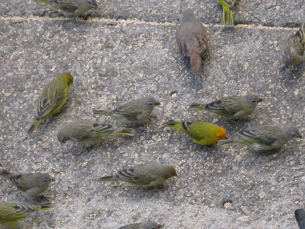 2009_07_15_coffee_farm_60.jpg (large)