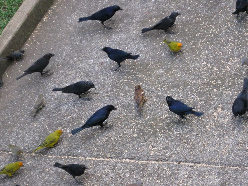 Wild trained Brazilian birds