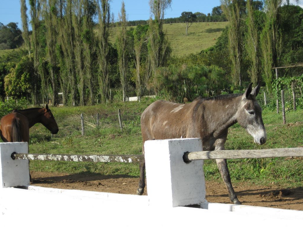 2009_07_15_coffee_farm_8.jpg (large)