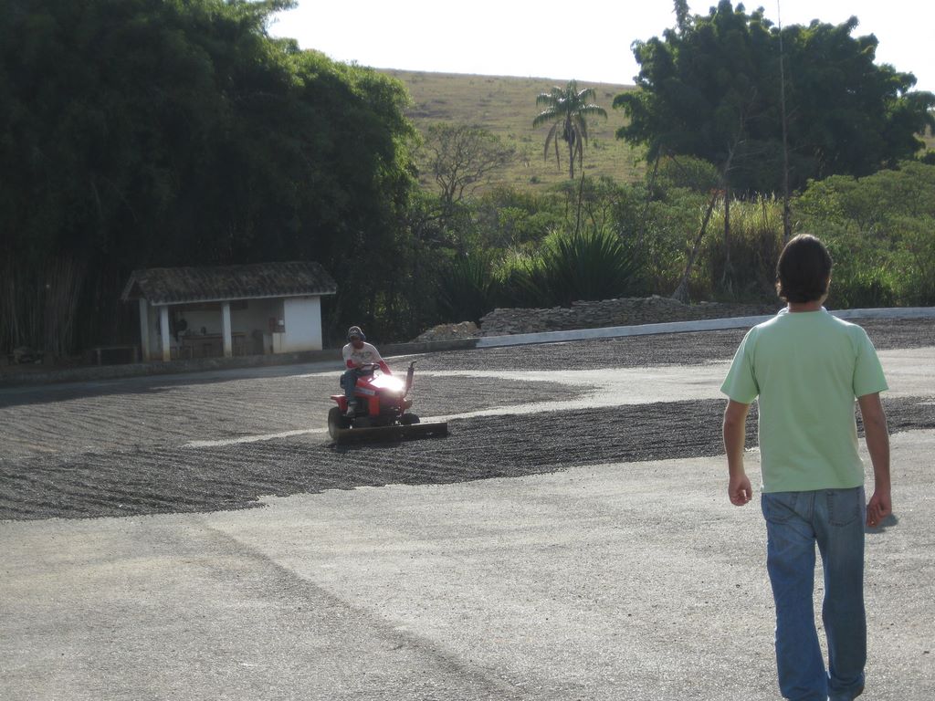 Sun drying coffee beans