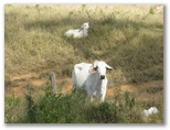 Cows on the dirt road entrance to the estate