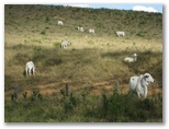 Brahma cattle on a Brazilian Farm