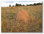 Ant hills or termite hills in the Brazilian Countryside