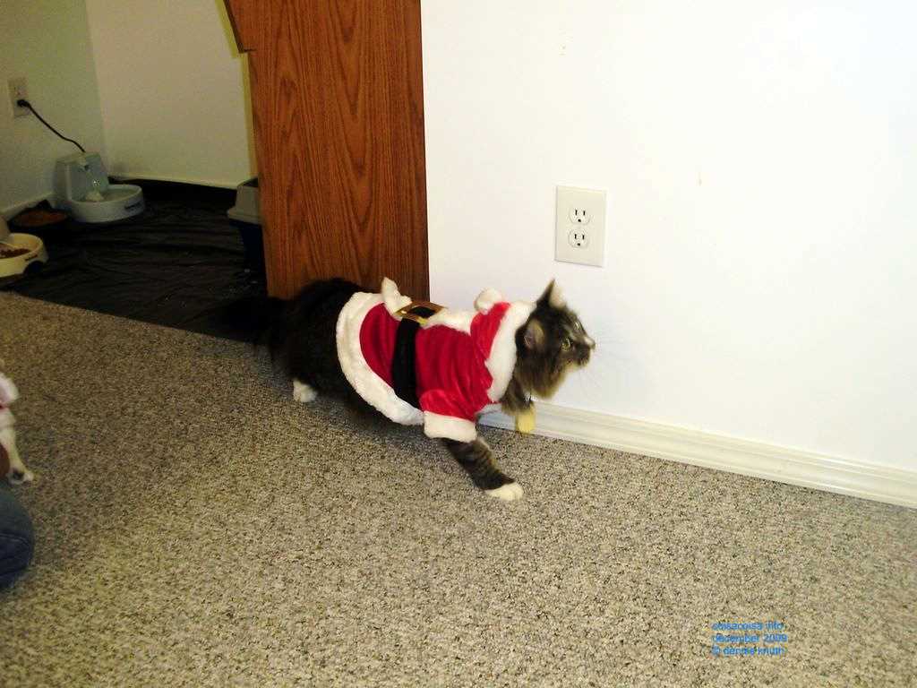 2009_12_24_xmas_cats_003.jpg (large)