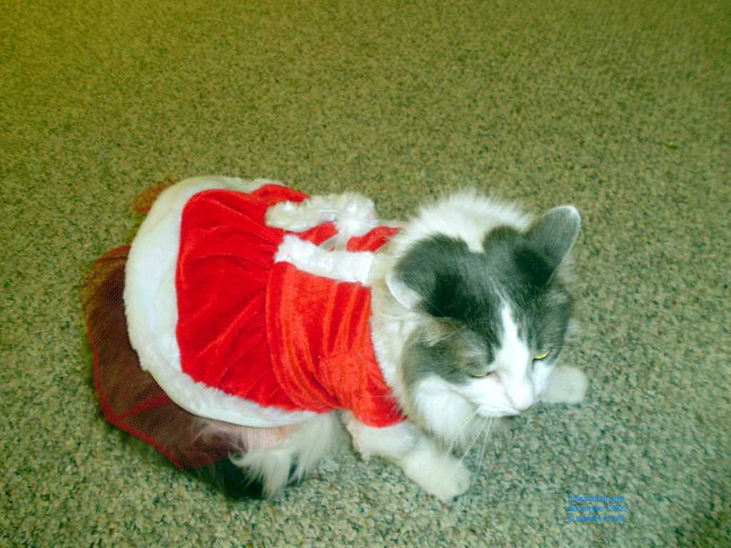 2009_12_24_xmas_cats_004.jpg (large)