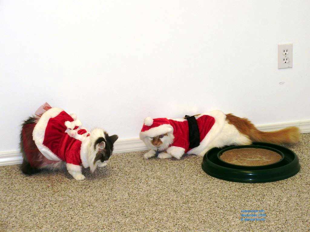 2009_12_24_xmas_cats_006.jpg (large)