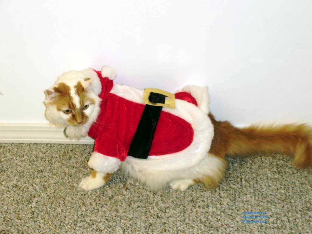 2009_12_24_xmas_cats_007.jpg (large)