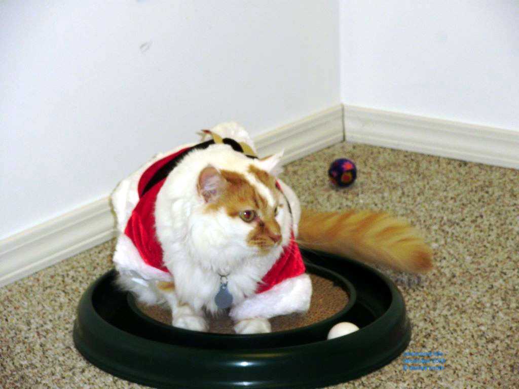 Kaydi's cat on a pedestal