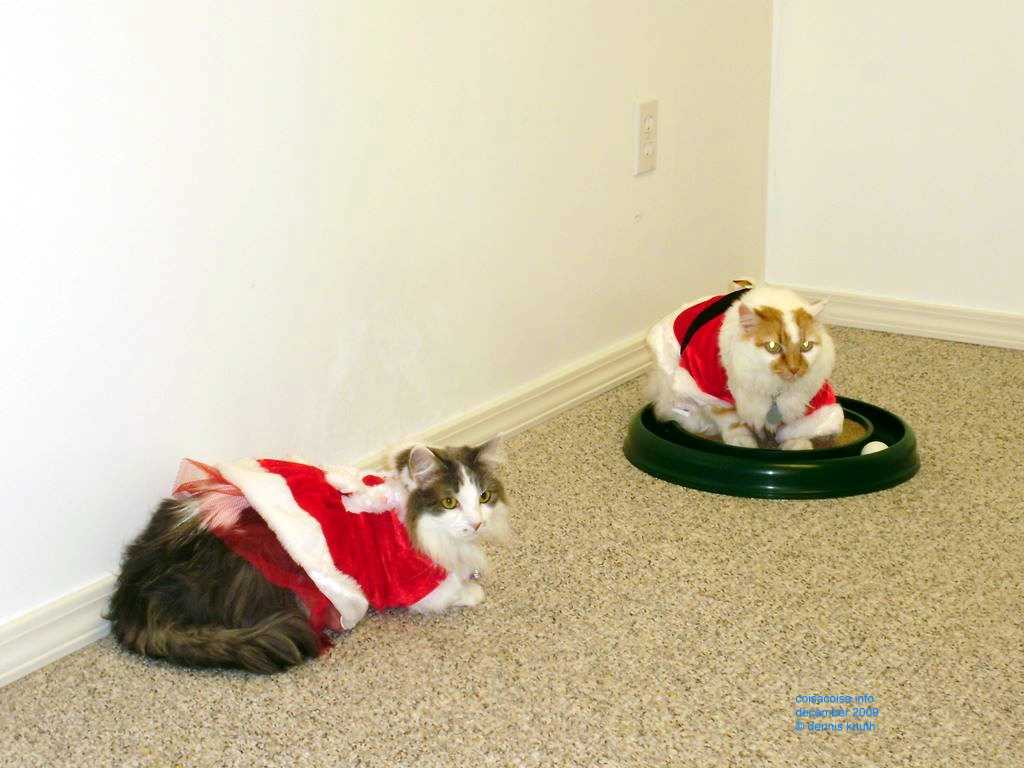 2009_12_24_xmas_cats_009.jpg (large)