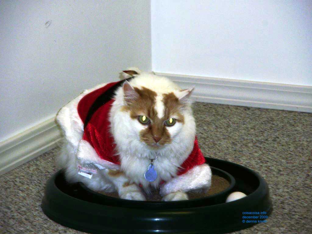 2009_12_24_xmas_cats_010.jpg (large)