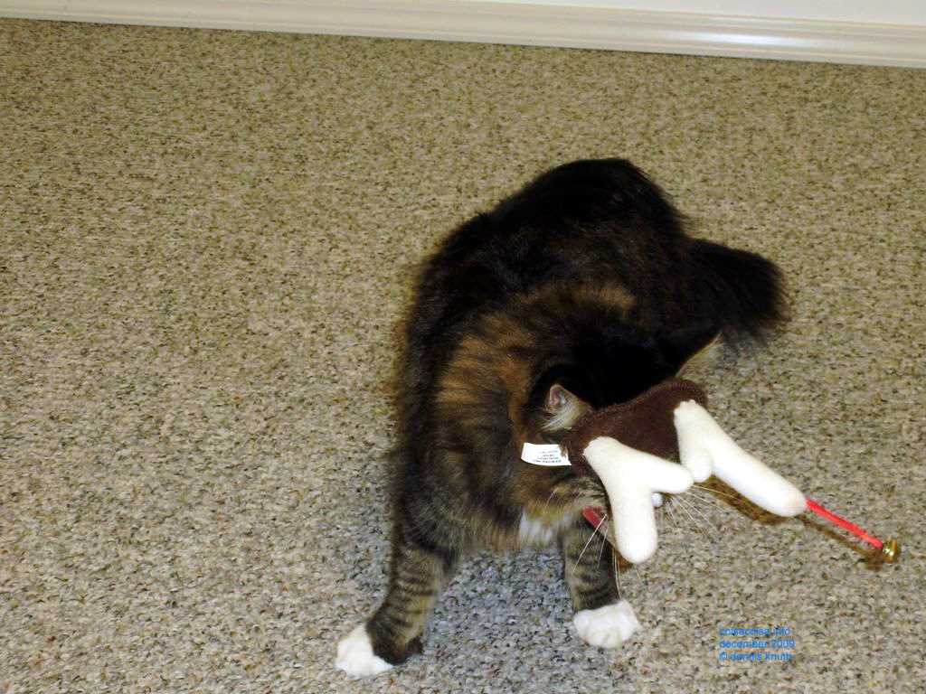 2009_12_24_xmas_cats_011.jpg (large)