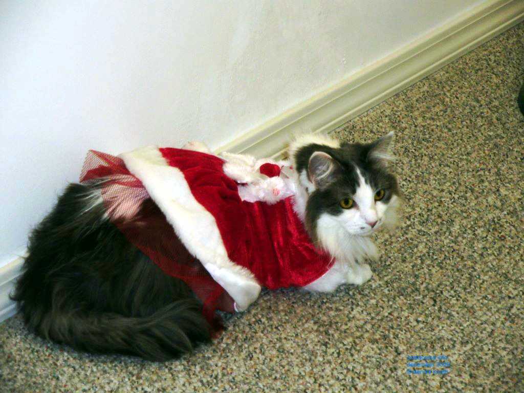 2009_12_24_xmas_cats_012.jpg (large)