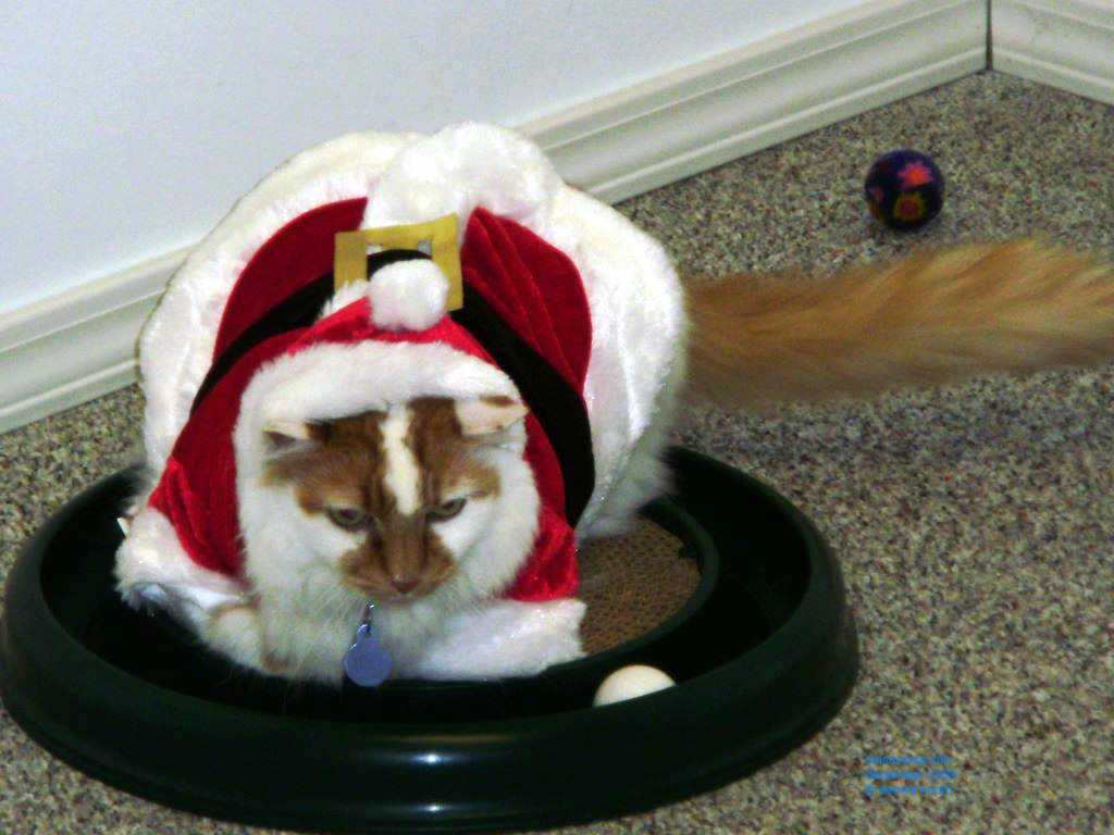 2009_12_24_xmas_cats_013.jpg (large)