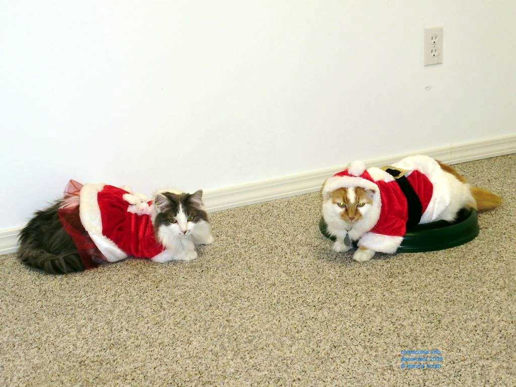 2009_12_24_xmas_cats_014.jpg (large)
