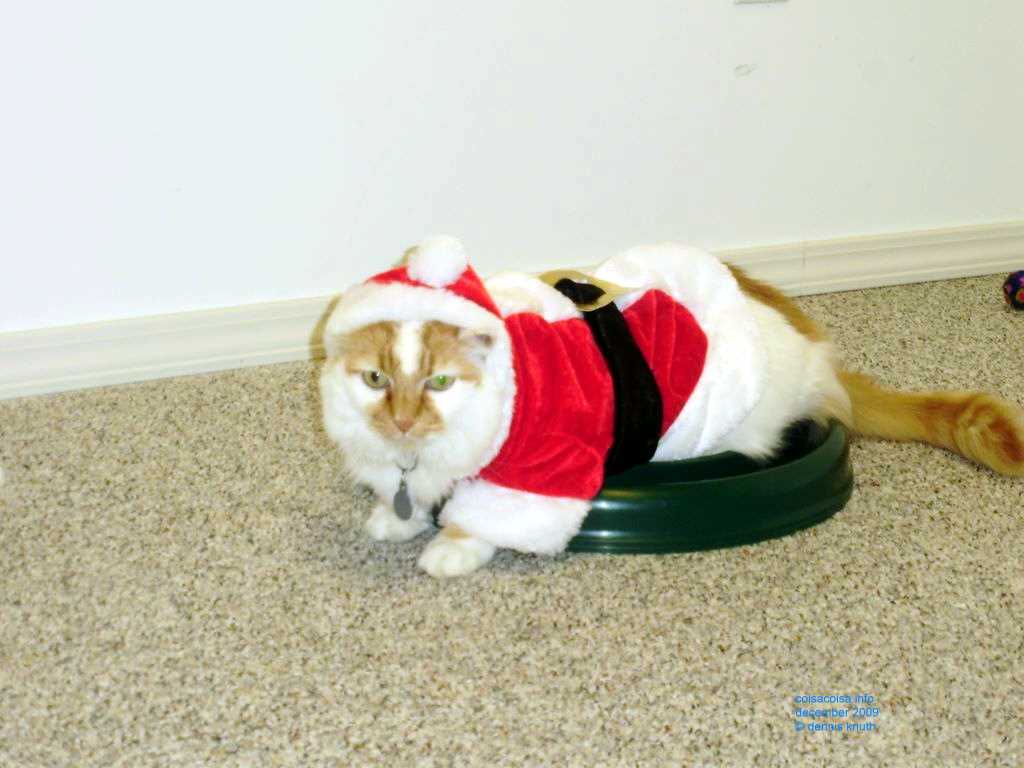 2009_12_24_xmas_cats_015.jpg (large)
