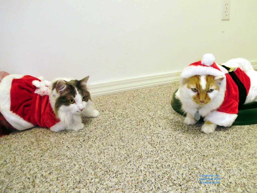 2009_12_24_xmas_cats_016.jpg (large)