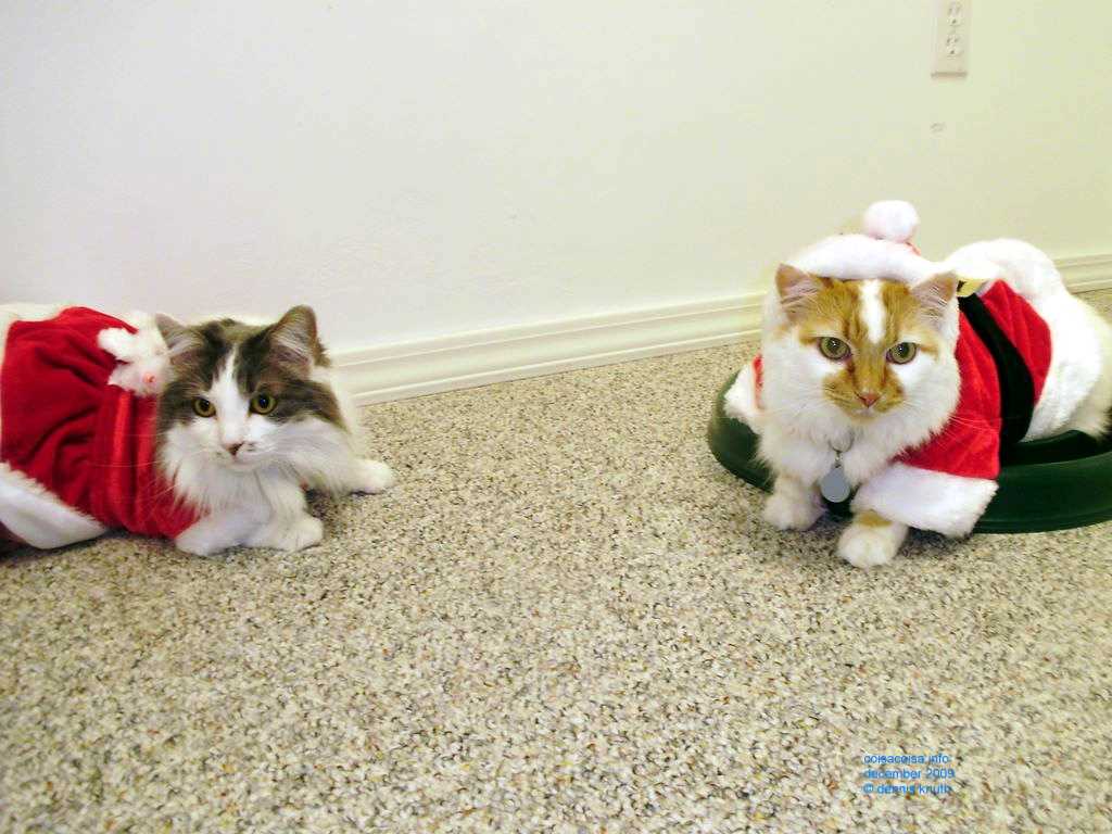 2009_12_24_xmas_cats_017.jpg (large)