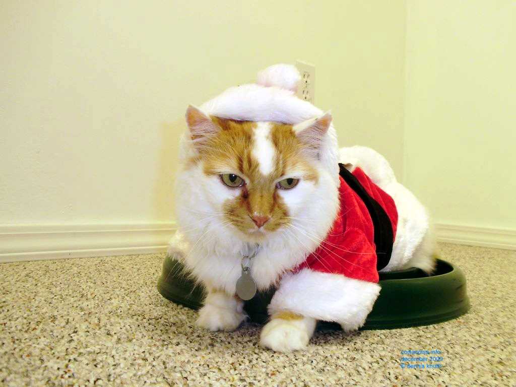 Cool Santa Cat
