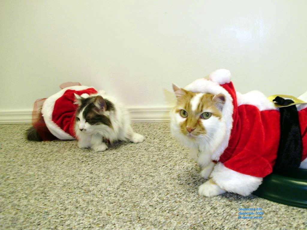 2009_12_24_xmas_cats_021.jpg (large)