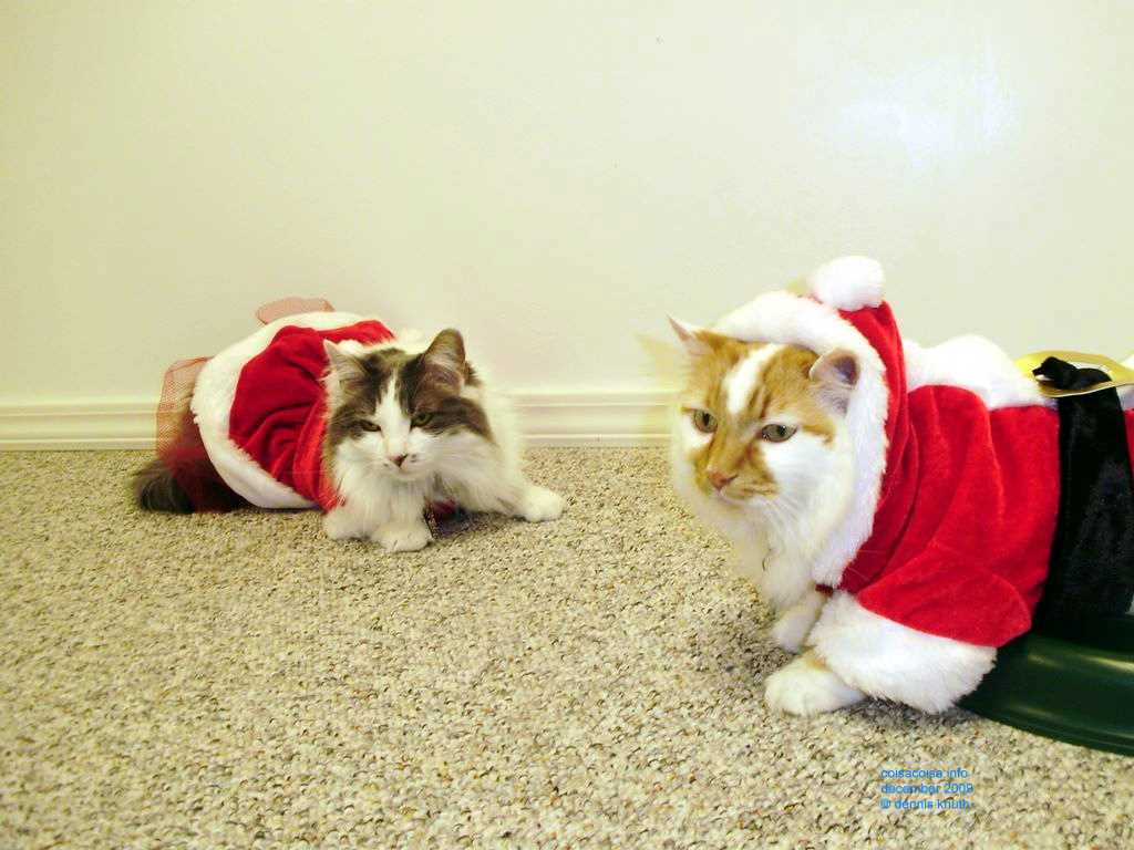 2009_12_24_xmas_cats_022.jpg (large)