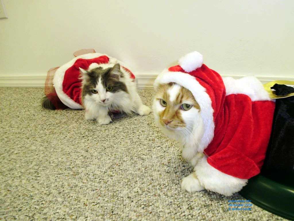 2009_12_24_xmas_cats_023.jpg (large)