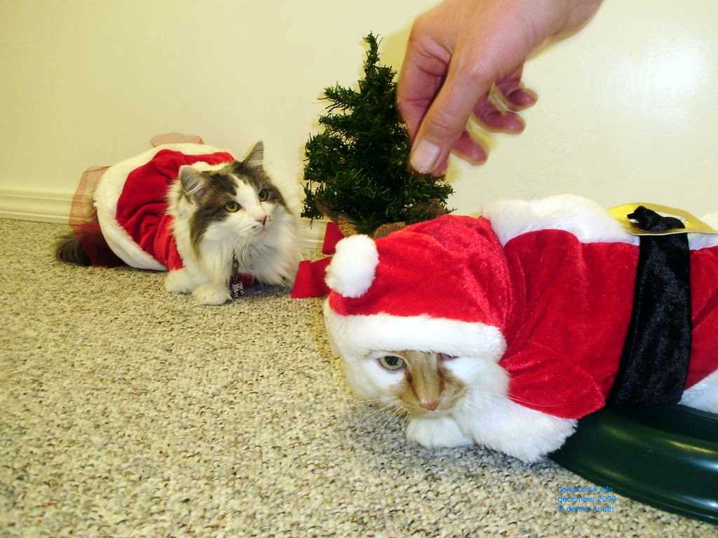 2009_12_24_xmas_cats_024.jpg (large)