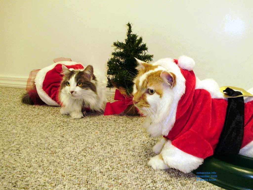 2009_12_24_xmas_cats_025.jpg (large)