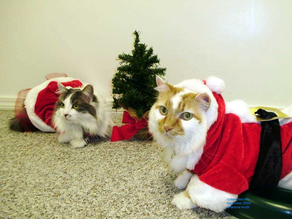 2009_12_24_xmas_cats_027.jpg (large)