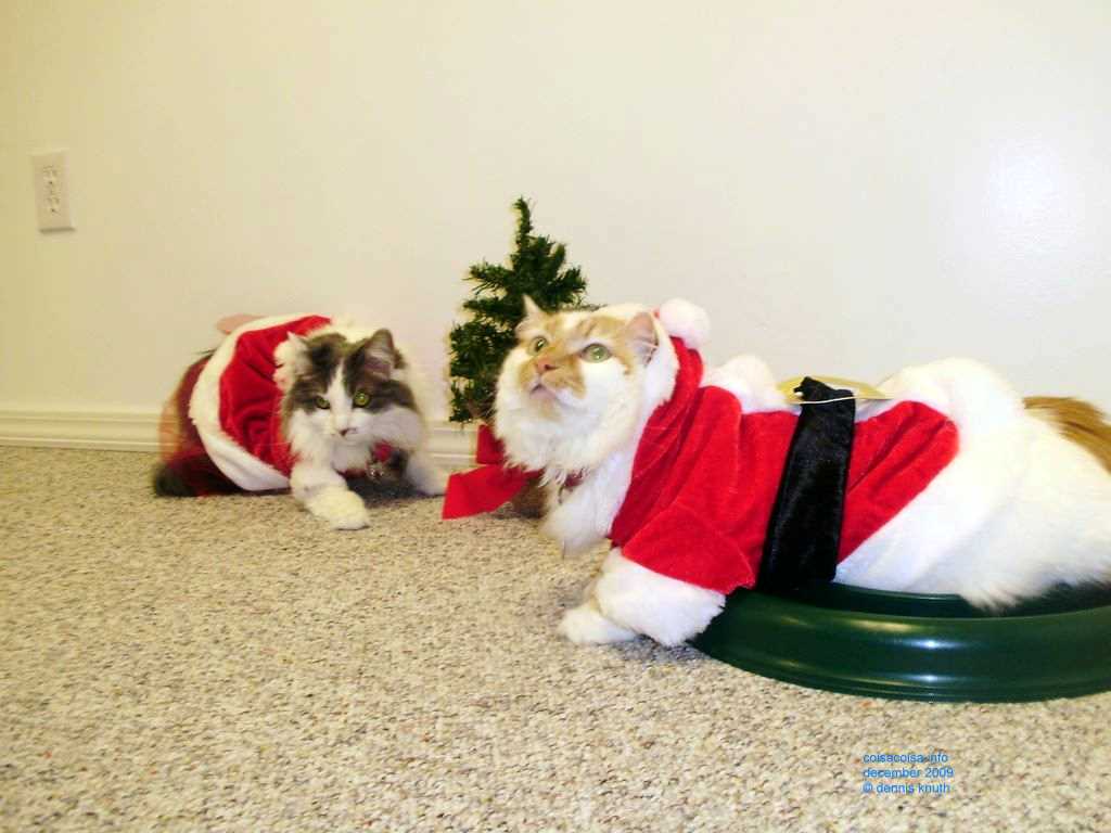 2009_12_24_xmas_cats_028.jpg (large)