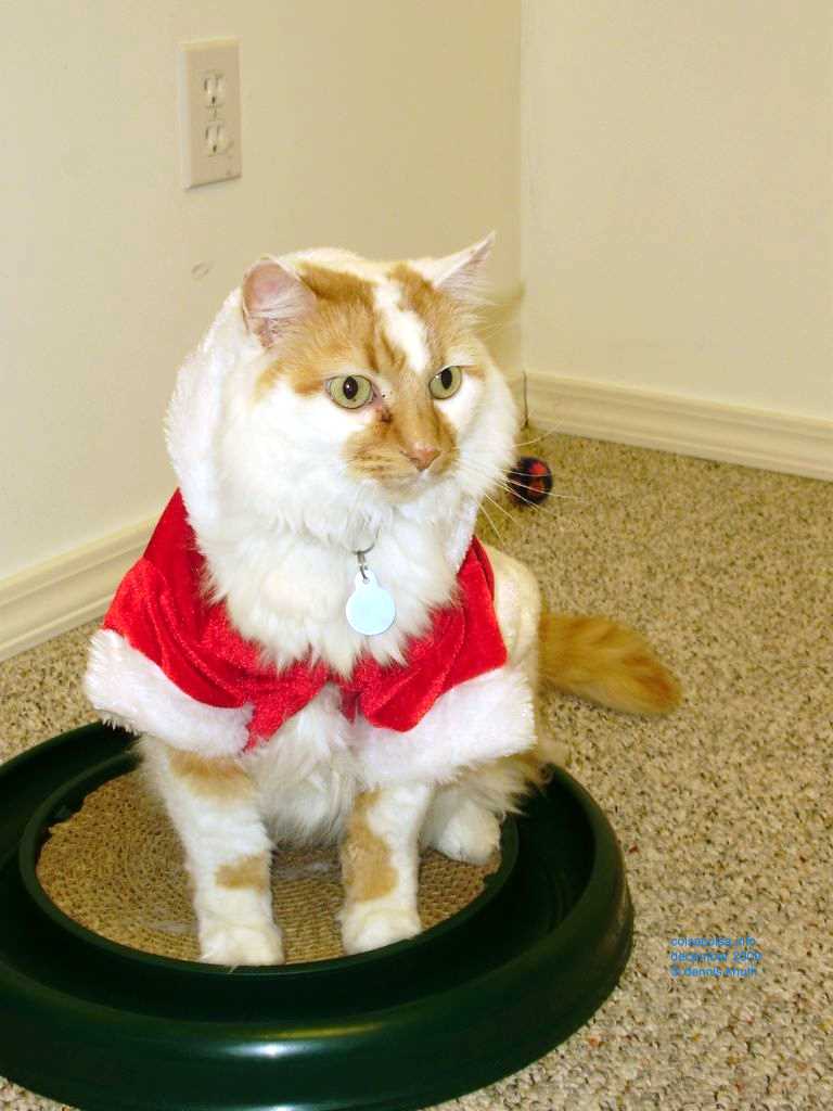2009_12_24_xmas_cats_029.jpg (large)