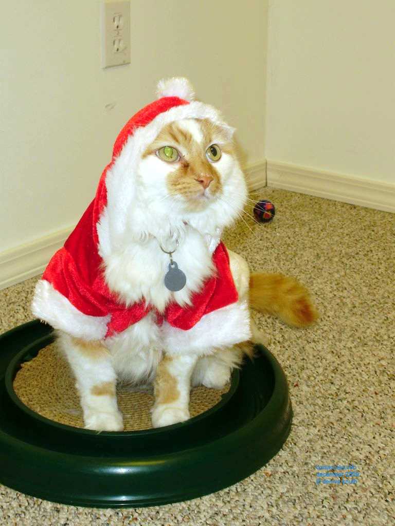 2009_12_24_xmas_cats_030.jpg (large)