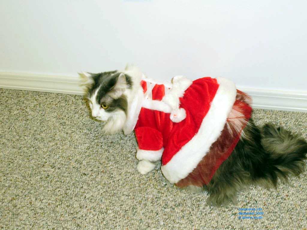 2009_12_24_xmas_cats_031.jpg (large)