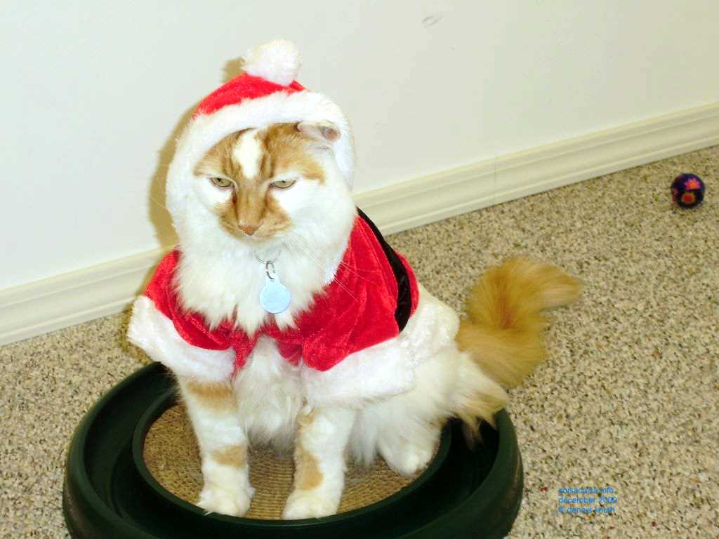 2009_12_24_xmas_cats_032.jpg (large)