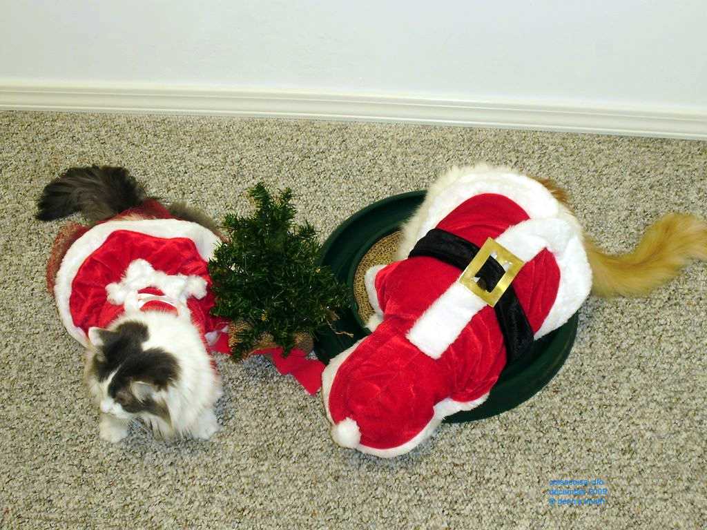 2009_12_24_xmas_cats_033.jpg (large)