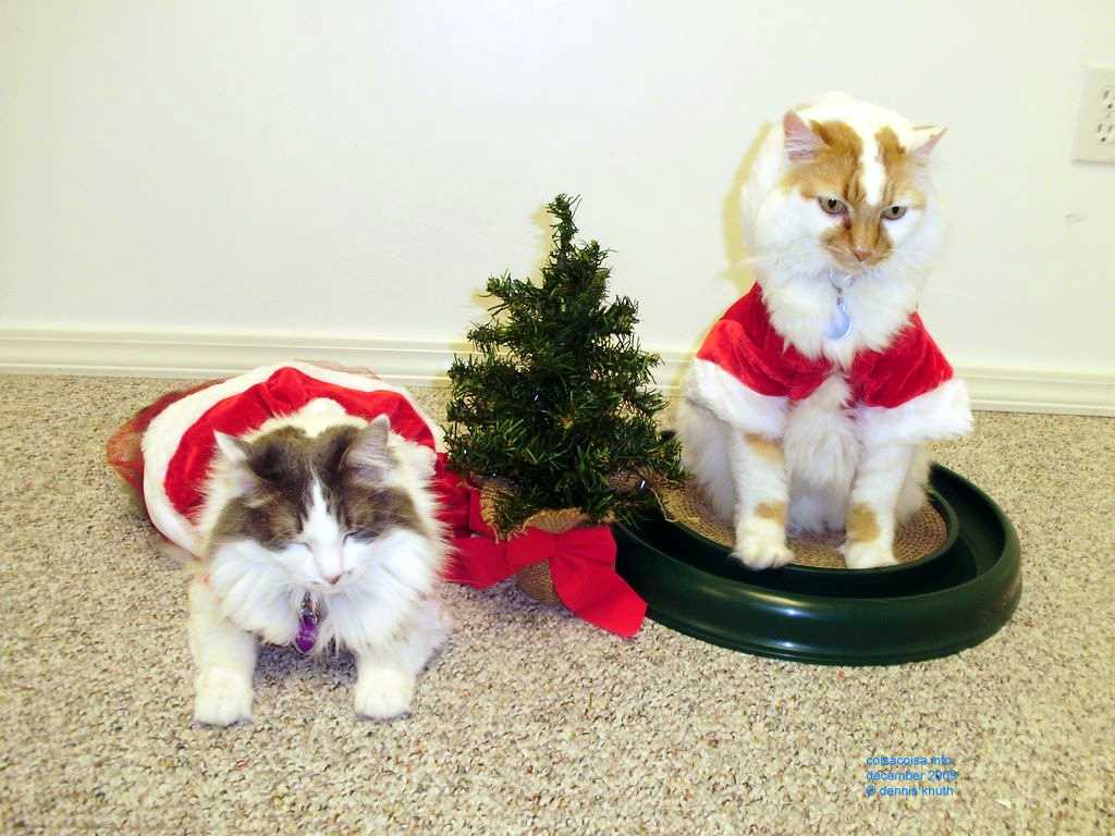 2009_12_24_xmas_cats_034.jpg (large)