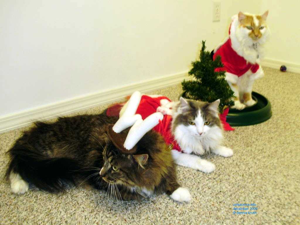 2009_12_24_xmas_cats_035.jpg (large)
