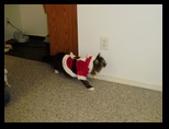 2009_12_24_xmas_cats_003.jpg