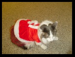 2009_12_24_xmas_cats_004.jpg