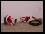 2009_12_24_xmas_cats_006.jpg